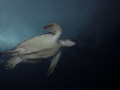 Green turtle swimming just below the surface on a rainy day.