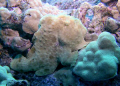 Frog fish taken at Pyramid Pinnacles, Kona, HI