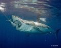 Great White Shark. What a mouth!!!