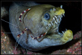 viper moray and boxer shrimp on a night dive