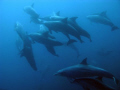 dolphins in Nusa Penida...
