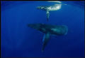 whale, calf and escort