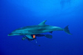 Lola (Tursiops Truncatus) & Pit... Playing along the reef of Tiputa.