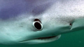 Blue shark face. She came in for a close look at my new housing.