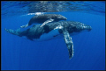 humpback whale and its calf