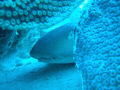 Sleeping nurse shark