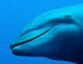 Tursiope Female
 Dolphin seeks contact with the divers