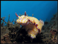 nudi Ribescia pulchella