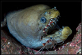 viper moray and boxer shrimp