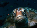 Tortue verte- Green sea turtle - 
Chelonia mydas
This shot make near Gili Air Island in Indonésia.