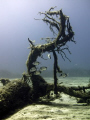 underwater tree