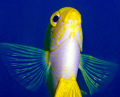 Chrysiptera starcki, Damsel in shallow water, pics was taken during safety stop with Nikon D90 60mm micro