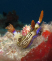 Nembrotha lineoata feeding on a sponge