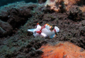 Poisson-crapaud - Clown-Frogfish
Antennarius maculatus
Amed - Bali