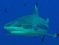 Shark- Black Tip , this kind of shark follow the divers during the dive, like dogs! 
Taken by Underwave housing with Nikon D90, 60mm micro, ikelite 100 strobe