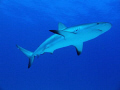 Caribbean Reef Shark at Matt's Wall, West End, Bahamas.