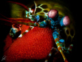 Mantis Shrimp with Egg Clutch