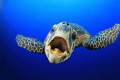 This Hawksbill Turtle swam right up to me and my companions, nipping at our dive gear and in this shot was trying to take a bite of my camera. It was taken at the Blue Hole in Dahab, Egypt. (Red Sea)