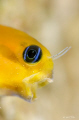 Blenny yawn