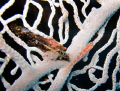 Small fish in coral