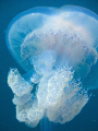 Jellyfish (Catostylus tagi)