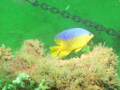 This is a damselfish I photographed off the coast of Destin, FL on a natural reef.  It took me several shots to get this one.  I was using a Sea Life DC 1200 with an external flash and a wide angle lens attachment.