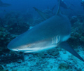 Caribbean Reef Shark taken in Roatan, Honduras