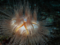 Blue-Spotted Urchin, very rare in the Hawaiian Islands.  Taken on the Mahi Shipwreck at 95 feet.  Nikon Coolpix L22 in Ikelite Housing. ISO 80, f5.5, 1/60, In-camera flash.