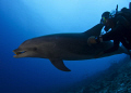 Dolphin and diver (Tursiops truncatus)
The bottlenose is playing with a sponge
D90 and 10,5mm, strobe- cropped image