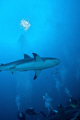 Caribbean Reef Shark Roatan, Honduras