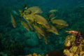 Blue striped grunts.  Roatan, 2011