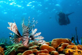 We were finishing our dive; as we turned to swim to our exit, we noticed several large lionfish emerging from the coral looking for dinner. I was able to wait long enough for the lionfish to smile at me and wave my buddy into place before surfacing.