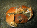 Two crabs mating in the Manado area