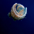 Melibe: this photograph taken by arif cem in natural zone. no pick, no carry to surface. This sea slugs DO swim below water surface. this photo was shot using the underwater mode of canon g11. and edited with PICASA. thanks for your suggestios.