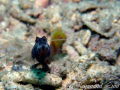 This Shrimp Goby was waiting for his photo shoots one after another.(A Shrimp was out of focus in this pic)