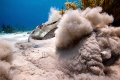 Nikon d700,17mm,ISO 200, f14, 1/160sec. We were at 30ft, when I first noticed movement below me. Slowly, I turned around, inching along the sand hoping for a clear shot. This ray set off a storm, leaving me cleaning the sand out of my gear.