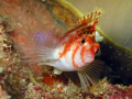 Hawkfish in Bunaken