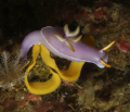 Nudibranch with egg sack, shot of Monado, Indonesia; system: Canon 50D, 60mm macro lens, Ikelite housing and port, dual DS125 strobes, Ultralight arms