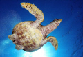 Turtle dive
