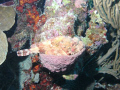 TOOK THIS WITH SEALIFE CAMERA IN BONAIRE.  SCORPIONFISH, I THINK.  2ND TIME WITH UNDERWATER CAMERA.