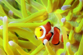 Clownfish