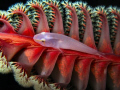 Pleurosicya boldinghi - Soft coral ghostgoby
Unusual association of this little goby, usually seen on soft coral of the genus Dendronephthya, here is on a Pennatula (Sea pen)