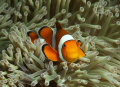 False clownfish - Amphiprion ocellaris in its natural habitat
Nikon D90 , 60mm macro, ikelite 100