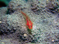 Coral Goby on a bed of blue coral.