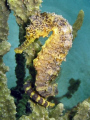 Hippocampus cf. comes - Tiger-tail seahorse
