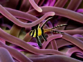 Pterapogon kauderni - Banggai cardinalfish