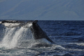 Whale Tail off Maui