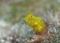 Finding a critter that is as intent on feeding as I am intent on photographing gave me more moments to compose and photograph!
Nikon D200, 105 mm macro, F8, 1/160th, ISO 200