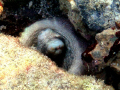 Found a sleeping octopus in Secret Harbor, St. Thomas USVI.