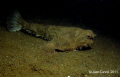 Batfish nearby the shipwreck C-50 Rivapalacio located in Veracruz, Mexico. It's not easy to find since the fish hides in the sand or shaded spots under the wreck. I was lucky to be the first diver to go down and the batfish was not hidding yet
Canon